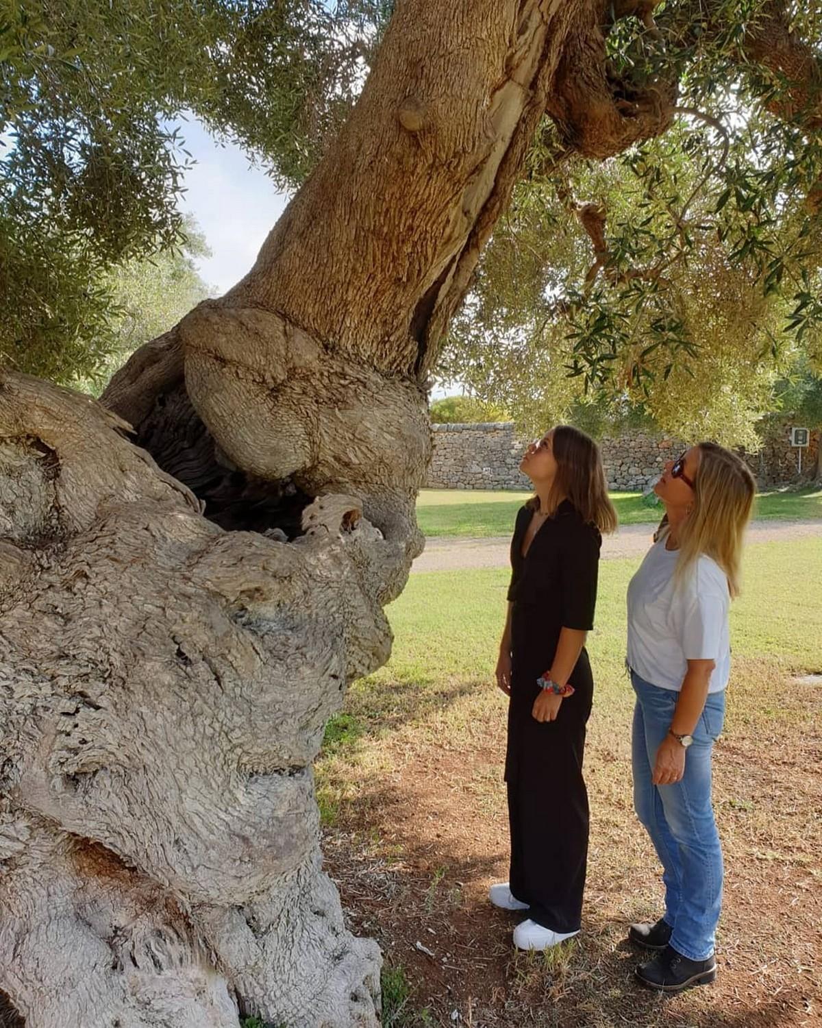 Trulli Il Castagno Pensionat Martina Franca Exteriör bild